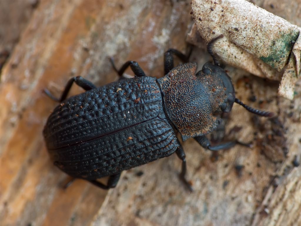 Bolitophagus reticulatus (Linnaeus, 1767)